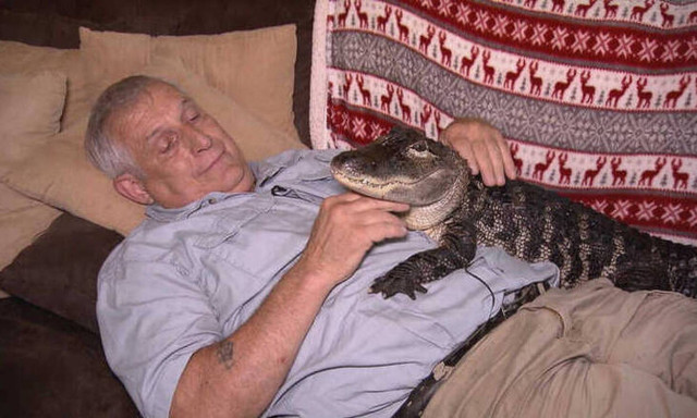 Γνωρίστε τον Wally, τον αλιγάτορα που προσφέρει... συναισθηματική στήριξη
