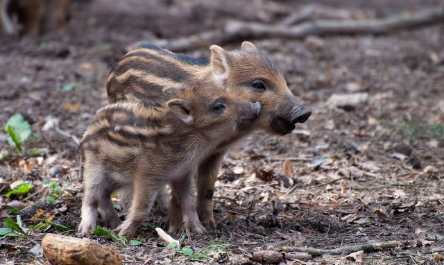 Πότε ξεκινάει η νέα κυνηγετική περίοδος - Τι πρέπει να προσέξετε