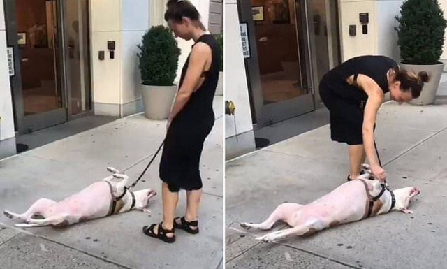 Επικό video: Σκύλος βαρέθηκε στη βόλτα και έκανε τον πεθαμένο!