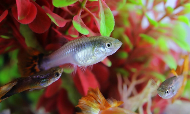 Σώθηκαν από θαύμα: Το ενυδρείο παραλίγο να ξεκληρίσει οικογένεια – Τι συνέβη