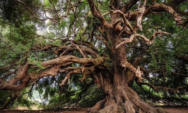 ΕΛΓΑ: Σήμερα (8/8) η καταβολή αποζημιώσεων στους δικαιούχους παραγωγούς