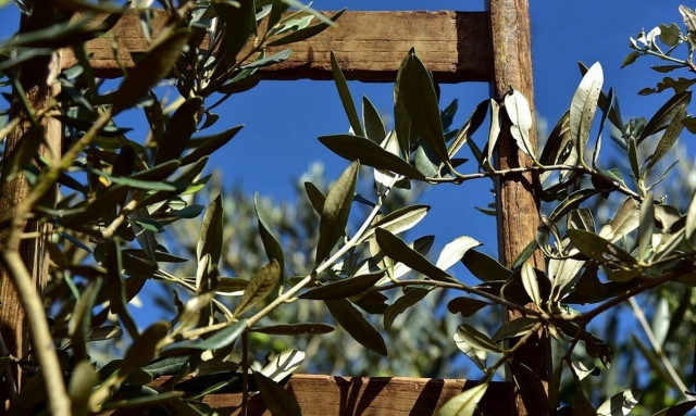 ΕΛΓΑ: Την Πέμπτη (8/8) η καταβολή αποζημιώσεων σε παραγωγούς