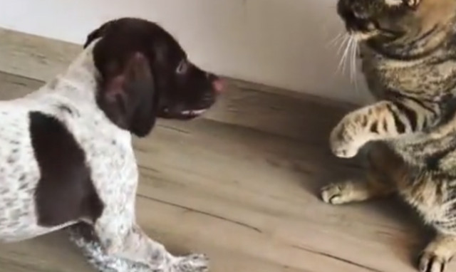 Γάτα «επιτίθεται» σε αθώο κουταβάκι! Δείτε το απίθανο video