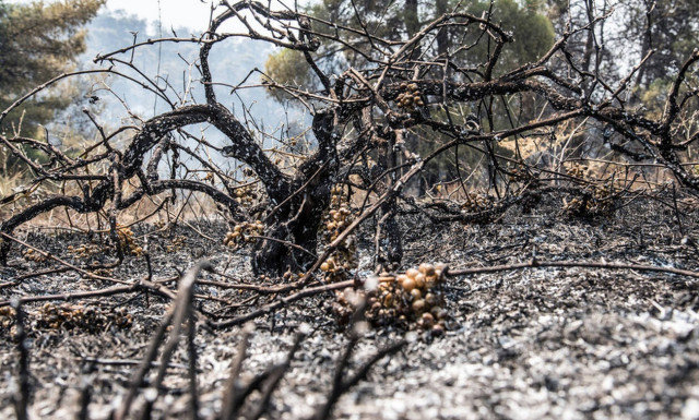Φωτιά στην Εύβοια: Συγκλονιστικό βίντεο από την πυρκαγιά