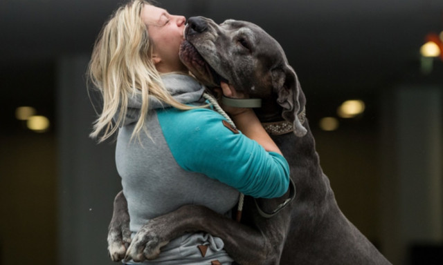 Σκύλος κάνει νάζια σαν… άνθρωπος στην αφεντικίνα του! 