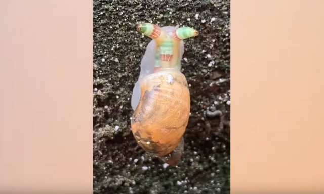 Φρίκη: Δείτε το σαλιγκάρι... ζόμπι 