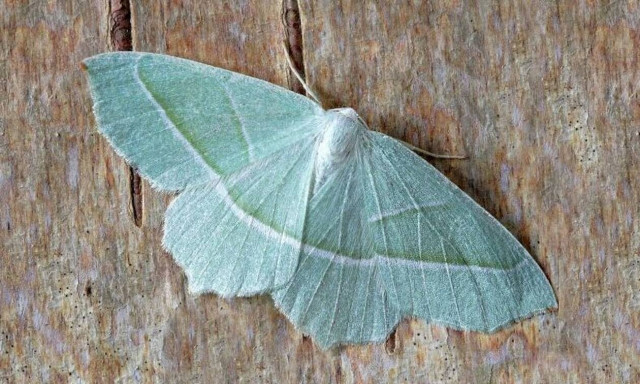 Γέμισαν οι δρόμοι νεκρές πεταλούδες - Ο λόγος θα σε σοκάρει