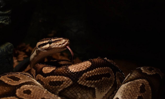 Φρίκη: «Πάγωσαν» όταν είδαν το «γεύμα» του πύθωνα (pics)