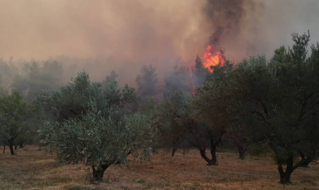 Πάτρα: Συνελήφθη 24χρονος για εμπρησμό στην Αρκαδία