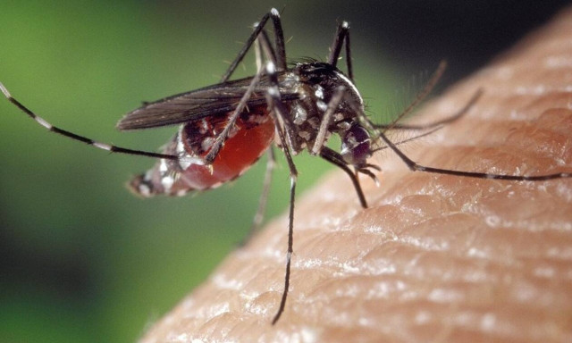 Ιός Δυτικού Νείλου: Ανησυχία του ΙΣΑ για τα νέα κρούσματα