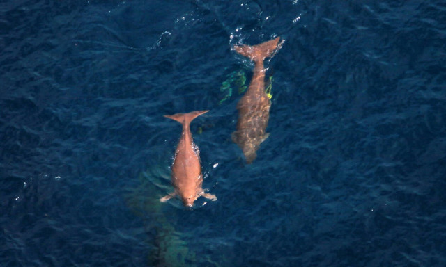 Τραγωδία: Πέθανε το ντιγκόνγκ που είχε γίνει viral (vid)