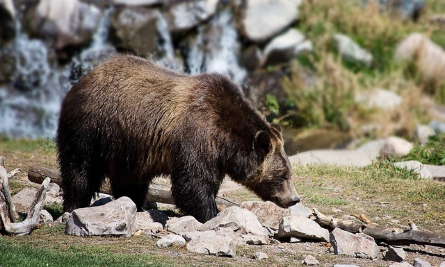 Νεκρός διάσημος μουσικός - Τον κατασπάραξε αρκούδα