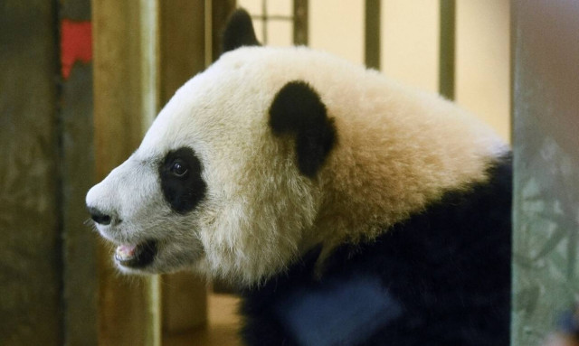 Ο Μπέι Μπέι, το γιγαντιαίο πάντα, έγινε τεσσάρων και το γιορτάζει!