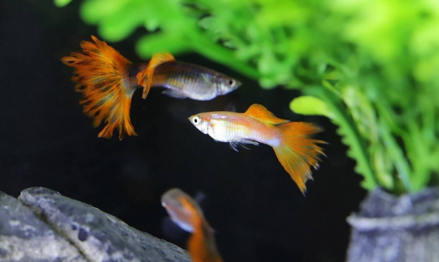 Αδιανόητο: Τον χώρισε η κοπέλα του και της σκότωσε τα ψάρια!