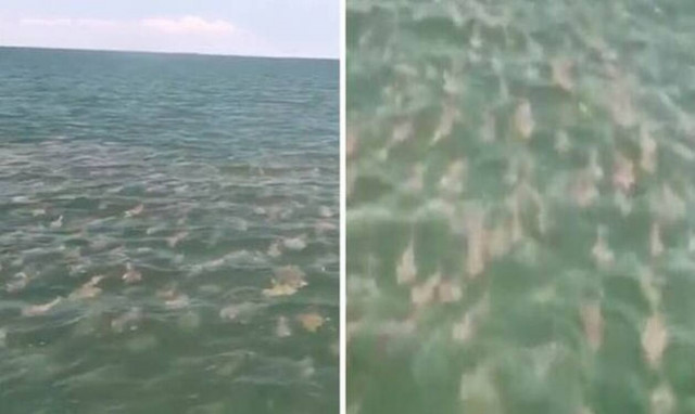 O χειρότερος ψαράς του κόσμου: Χιλιάδες ψάρια και έπιασε... τίποτα (video)