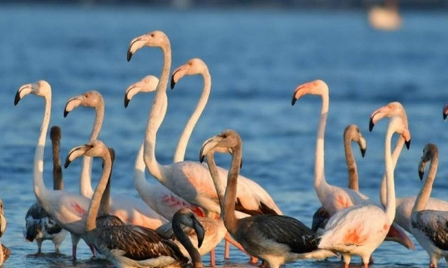 Κόρινθος: «Επέλαση» από μαγευτικά ροζ φλαμίνγκο
