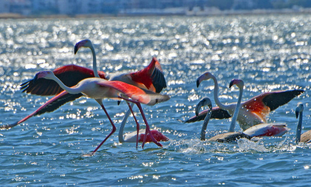 Υπέροχα φλαμίνγκο στο Ναύπλιο - Δείτε τις εικόνες