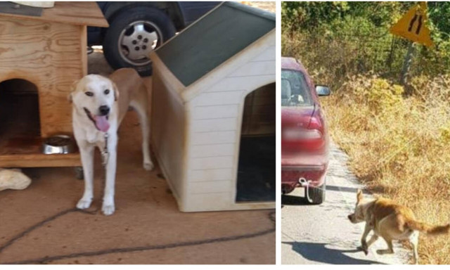 Ρέθυμνο: «Δεν τον έσερνε, τον έσωσε» λέει μάρτυρας για τον οδηγό που έδεσε σκύλο στο αυτοκίνητό του