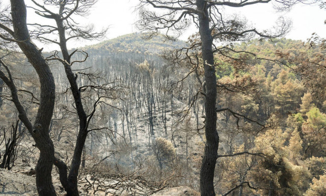 Στάχτη και αποκαΐδια: Τα καμένα στην Εύβοια από drone (video)