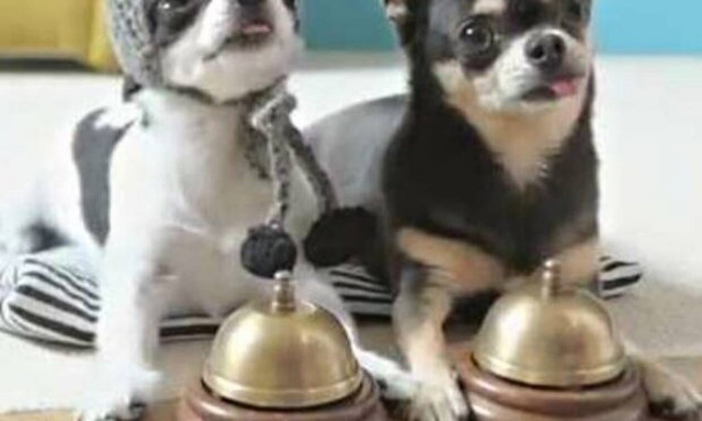 Δείτε τι κάνουν αυτά τα σκυλάκια μόλις ακούν το πιάνο! 