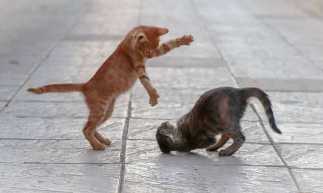 Δείτε τι συμβαίνει όταν μια γάτα βλέπει... κάλτσα μωρού (vid)