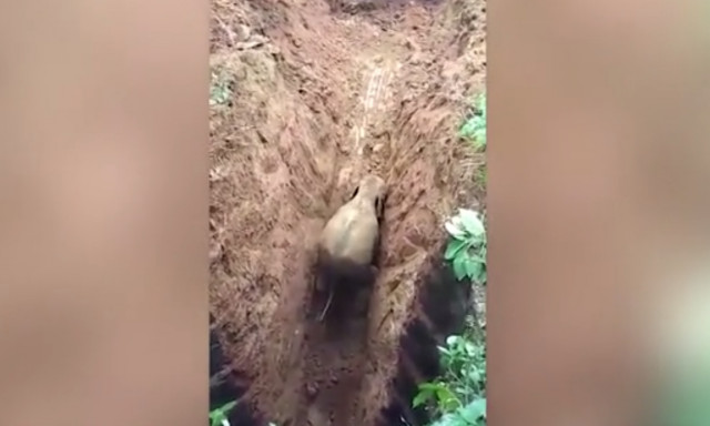 Απίθανο: Ελέφαντας έπεσε σε πηγάδι 6 μέτρων και φώναξε για βοήθεια!