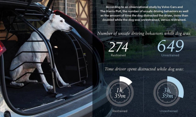 Πόσο επικίνδυνη είναι η μεταφορά κατοικίδιων ζώων στο αυτοκίνητο;