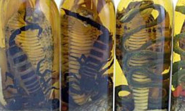 Σκέτη τρέλα: Πίνουν αλκοόλ φτιαγμένο από σκορπιούς και φίδια! (vid)