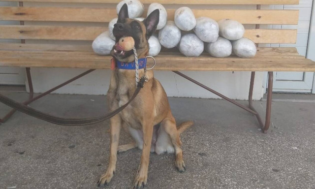 Ηγουμενίτσα: Η «Avra» μυρίστηκε τα ναρκωτικά - Δείτε το βίντεο