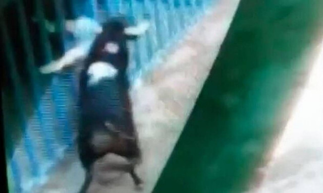 Βίντεο: Tαύρος αποκεφάλισε άνδρα (ΠΡΟΣΟΧΗ: ΣΚΛΗΡΕΣ ΕΙΚΟΝΕΣ)