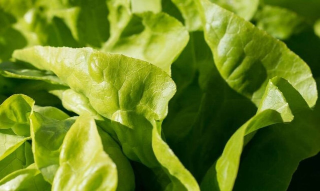 Φρίκη: Δείτε τι βρήκε μέσα στη σαλάτα του (pics)