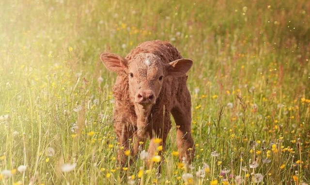 Εικόνες - ΣΟΚ: Μοσχάρι γεννήθηκε με 5ο πόδι στο... κεφάλι!