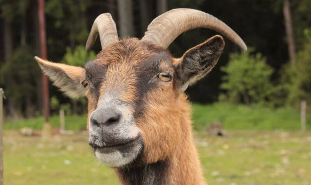 Αγρότης έψαχνε την χαμένη κατσίκα του - Όταν την ανακάλυψε έπαθε το μεγαλύτερο σοκ της ζωής του