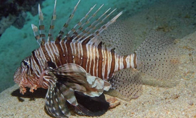 Περιπέτεια για δύο λουόμενους στην Κρήτη: Λεοντόψαρα τους έστειλαν στο Κέντρο Υγείας