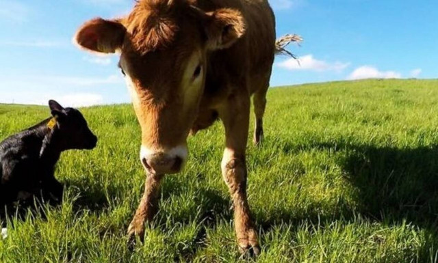 Δείτε την αντίδραση της αγελάδας όταν πλησιάζουν το μικρό της! (vid)