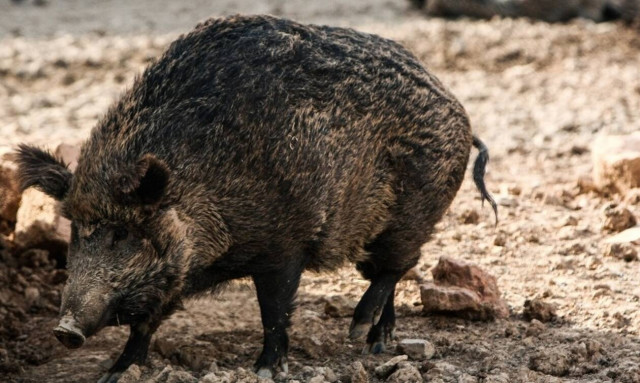 Λαμία: Απίστευτο – Αγριογούρουνα βγήκαν στην πόλη (pics)