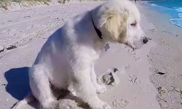 Κουτάβι έρχεται αντιμέτωπο για πρώτη φορά με τη θάλασσα! (vid)
