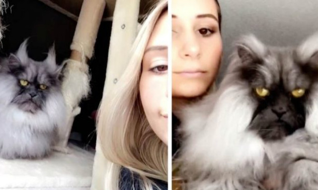 Γάτα ή «δαίμονας»; Δείτε την απάντηση στο βίντεο