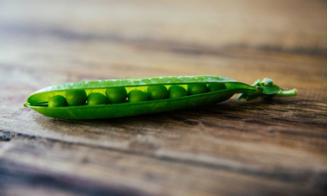 Πρωτεϊνη μπιζελιού: γιατί όλοι πια έχουν εμμονή μαζί της;