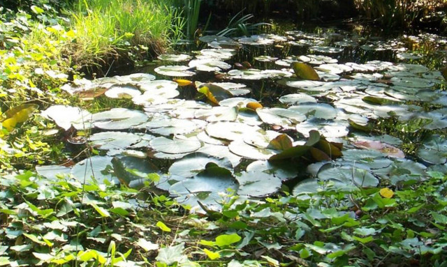 Athens University opens its botanical garden to the public