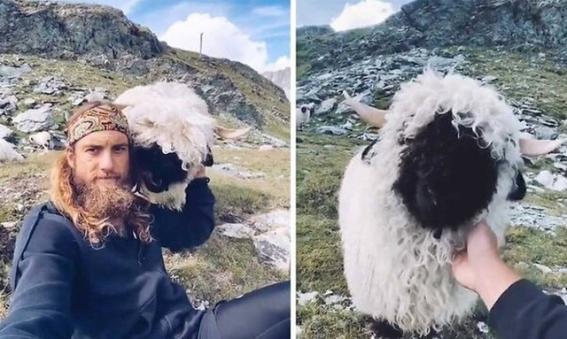 Μαλλιαρό πρόβατο συναντάει μαλλιαρό χίπη!