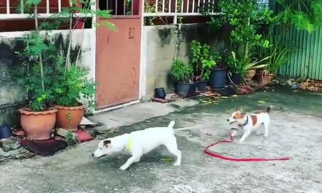 Αυτό δεν είναι σκύλος, είναι… άνθρωπος! Δείτε το απίθανο βίντεο