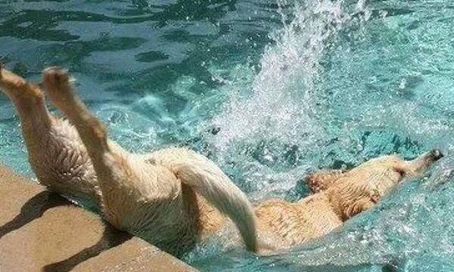 Καημένε σκύλε, τι σου ‘μελλε να πάθεις! (vid)