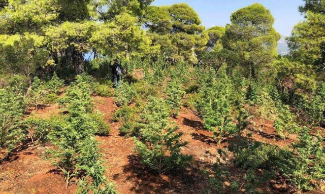 Ρέθυμνο: Εντοπίστηκε «δάσος» από κάνναβη στο Μυλοπόταμο