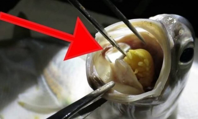 Άνοιξαν το ψάρι και βρήκαν μέσα ένα… τέρας! 