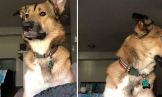 Λένε στο σκυλί να ΜΗΝ γαβγίσει και η αντίδρασή του είναι επική