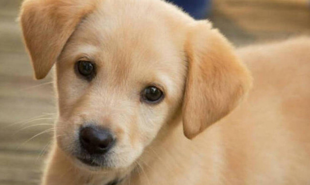 Κακοποίηση ζώων στην Κύπρο - Βεντέτες μεταξύ γειτόνων!