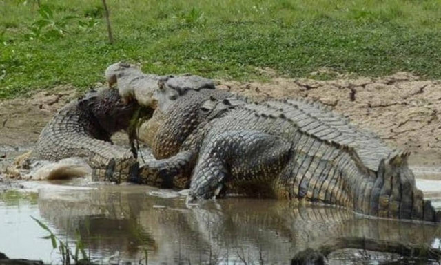 Φρίκη: Κροκόδειλος τρώει… κροκόδειλο! Δείτε το απίστευτο βίντεο