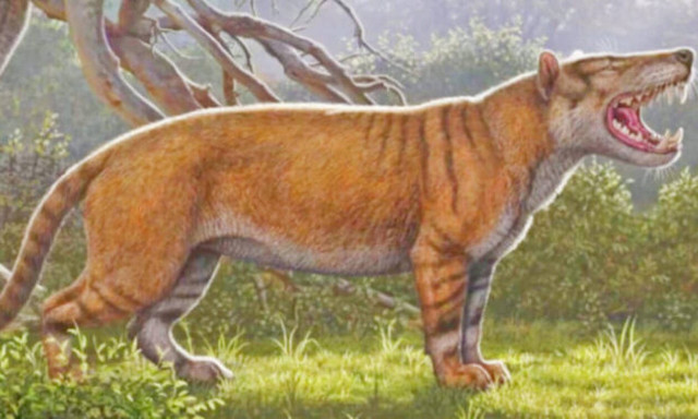 Το λιοντάρι - τέρας που ζυγίζει 1.500 κιλά! (vid)