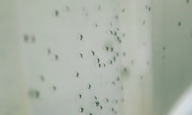 Ιός του Δυτικού Νείλου: Αυξήθηκαν στους 28 οι νεκροί – 213 τα συνολικά κρούσματα 